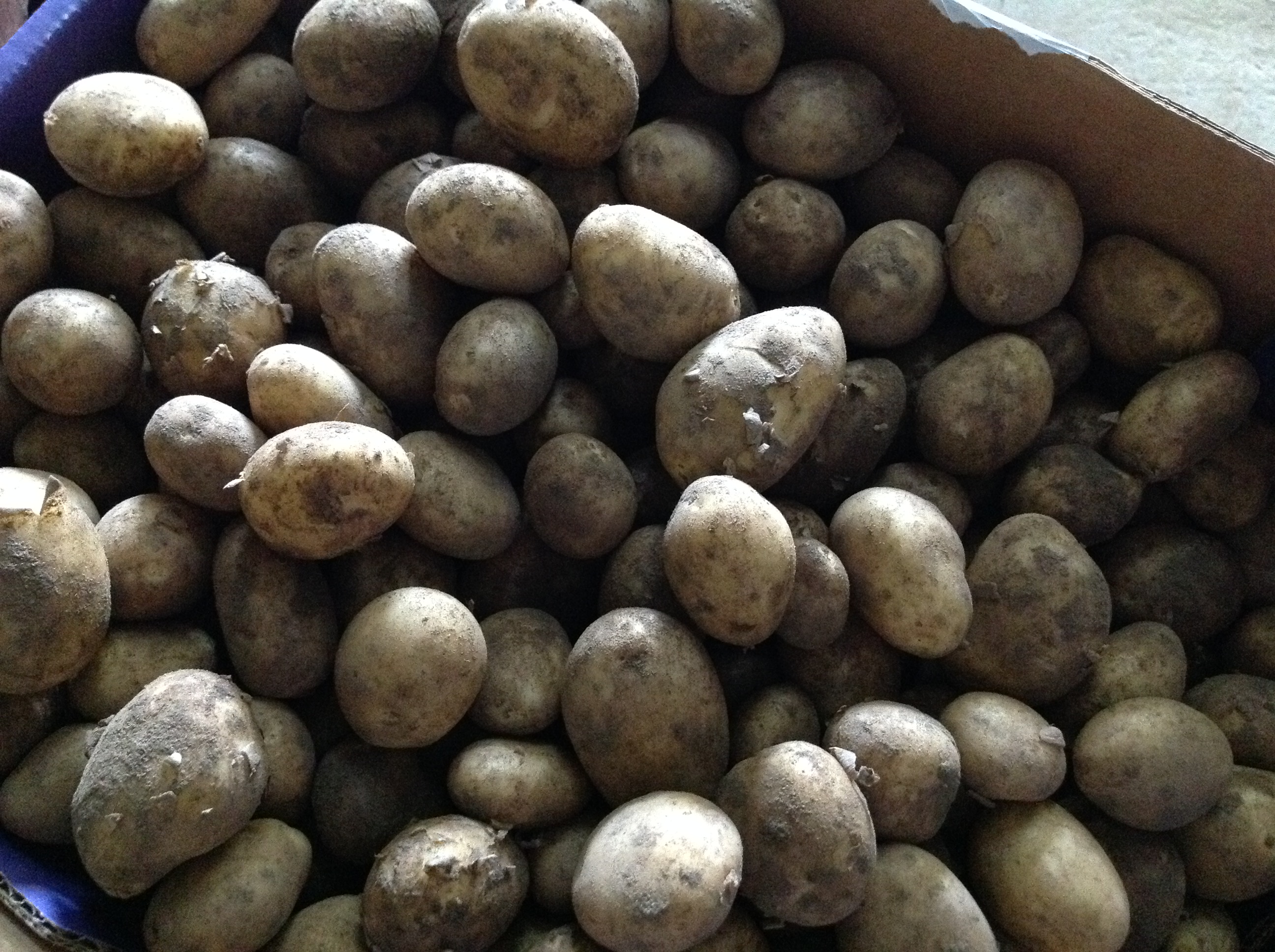 buy jersey royal potatoes