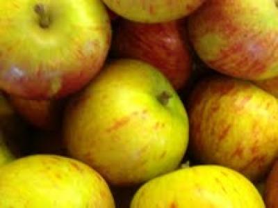 Picture of Apples - Windsor (Local)