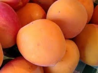 Picture of Apricot