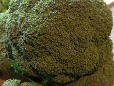 Broccoli/Calabrese (stanhill farm) Picture of Broccoli/Calabrese (stanhill farm)