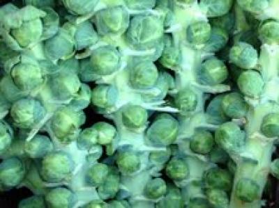Picture of Brussels Sprout Stem