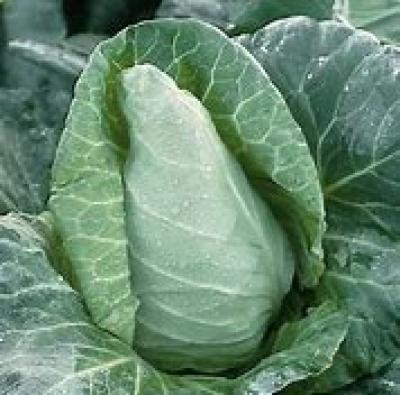 Picture of Cabbage - Pointed (stanhill farm)