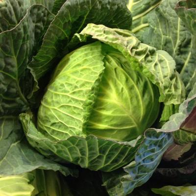 Cabbage - Primo (stanhill farm) Picture of Cabbage - Primo (stanhill farm)