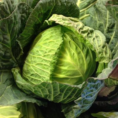 Picture of Cabbage - Primo