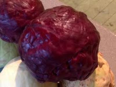 Picture of Cabbage - Red