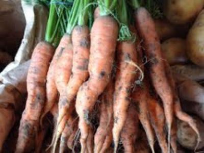 Picture of Carrots - Bunched