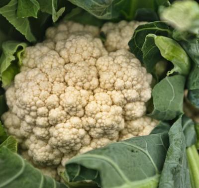 Picture of Cauliflower (Kent)