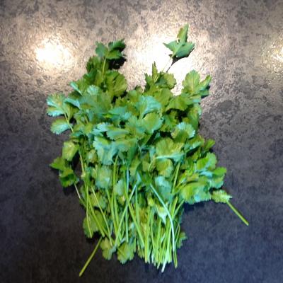Picture of Herb - Coriander