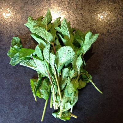 Picture of Herb - Mint