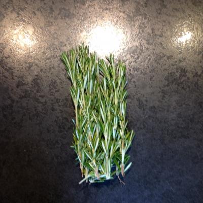 Picture of Herb - Rosemary