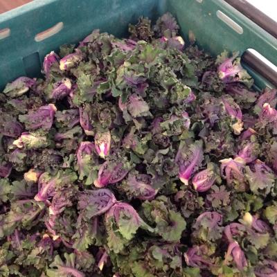 Picture of Kalettes (Grown here at Stanhill Farm)