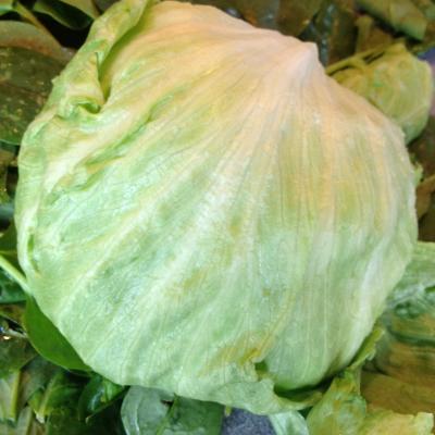 Picture of Lettuce - Iceberg