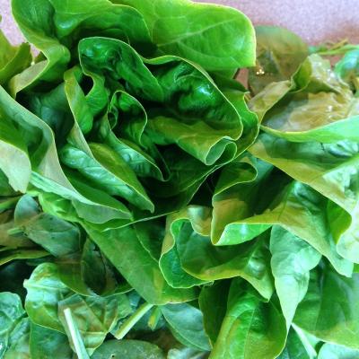 Picture of Lettuce - Round (UK)