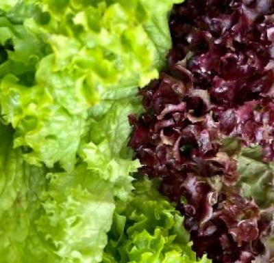 Picture of Mixed Lettuce