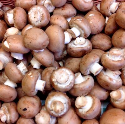 Picture of Mushroom - Chestnut