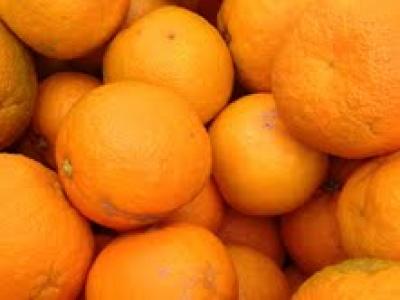 Picture of Oranges - Seville/Marmalade