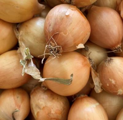 Picture of Pickling Onions Sack - 5kg
