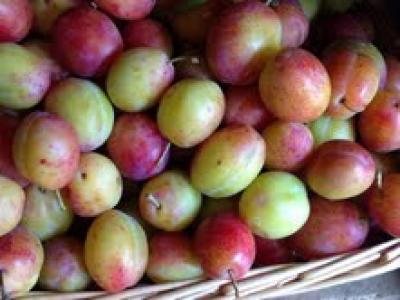 Picture of Plum - Victoria (Kent)