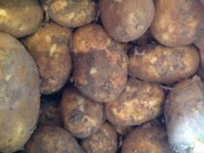 Picture of Potato - Cornish
