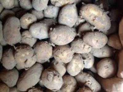 Picture of Potato - Jersey Royals Mids