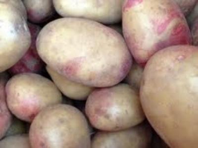 Picture of Potato - King Edward
