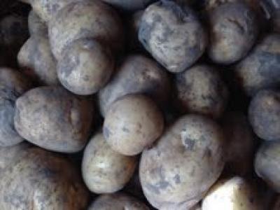 Picture of Potato - Marfona