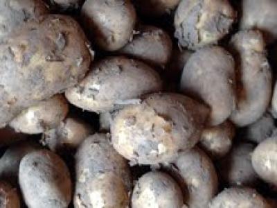 Picture of Potato - Maris Piper 12.5kg sack