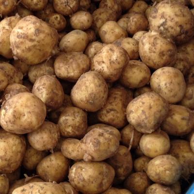 Picture of Potatoes - Kent New