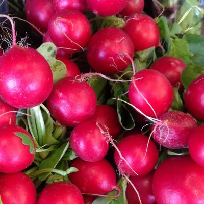 Picture of Radish - Bunched