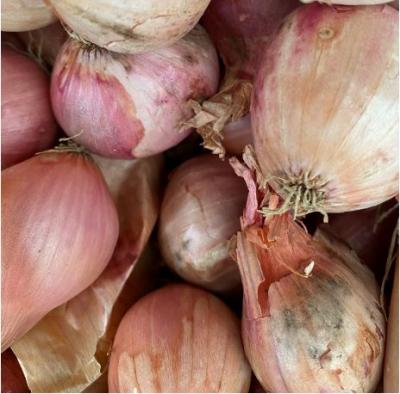 Picture of Shallots - Round