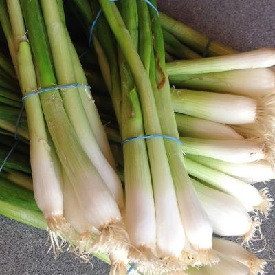 Picture of Spring Onion