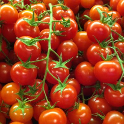 Picture of Tomatoes - Cherry Vine