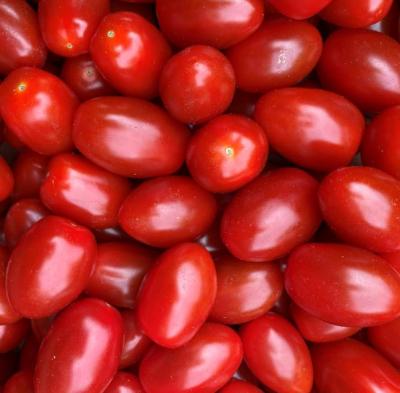 Picture of Tomatoes - RED Mini Plum (Isle of Wight)