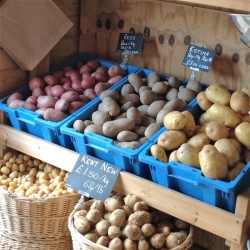 Stanhill Farm, Potatoes local and fresh