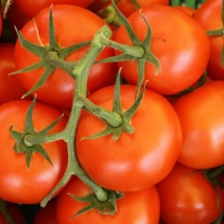 Stanhill Farm, Salad local and fresh