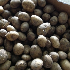 jersey royals season